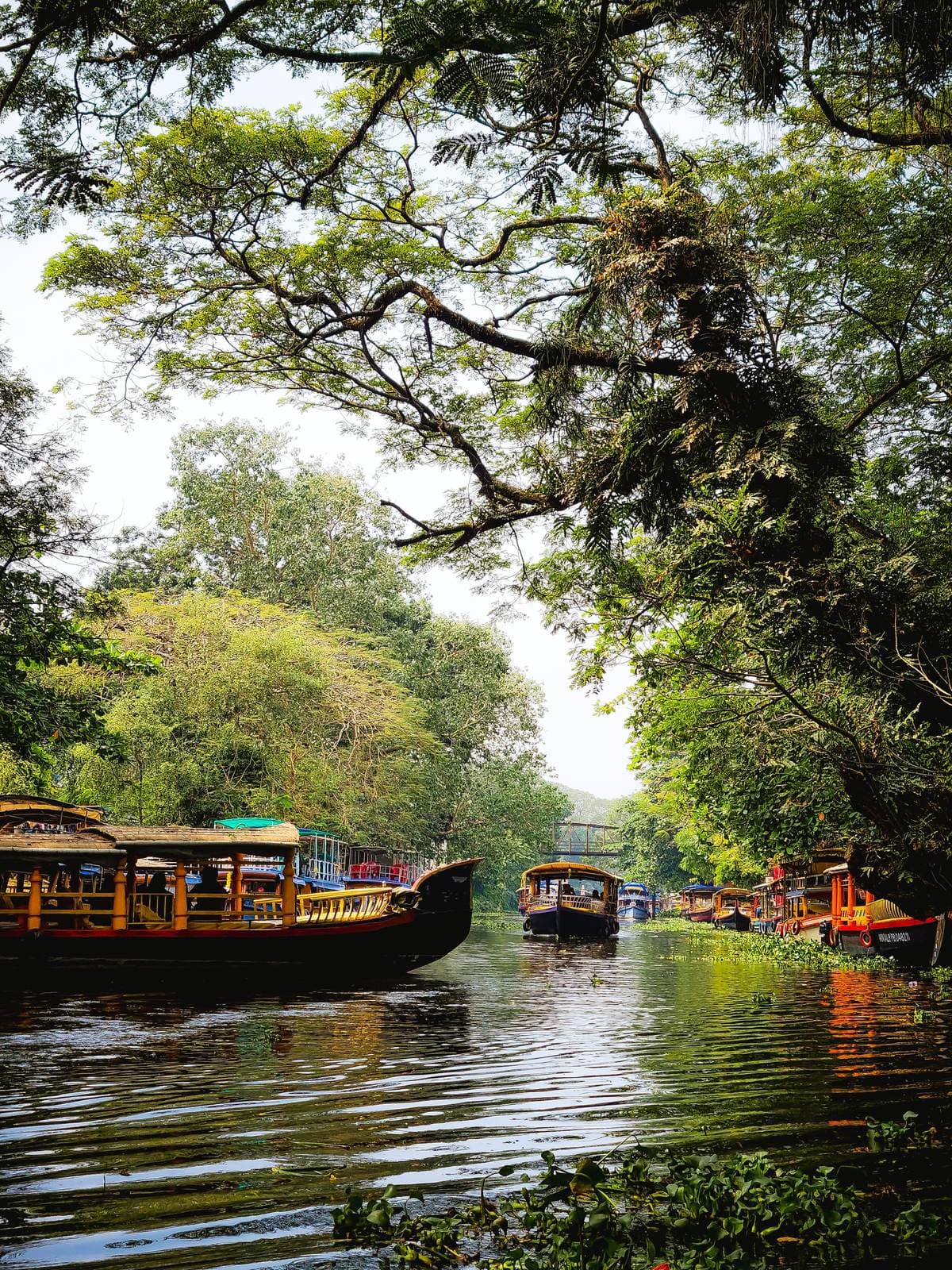 A shikara gliding down a palm-lined canal near Alleppey
